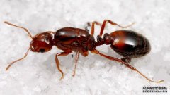 小小红火蚁，为何九个部门一起防？